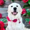 luvmyangel4ever
